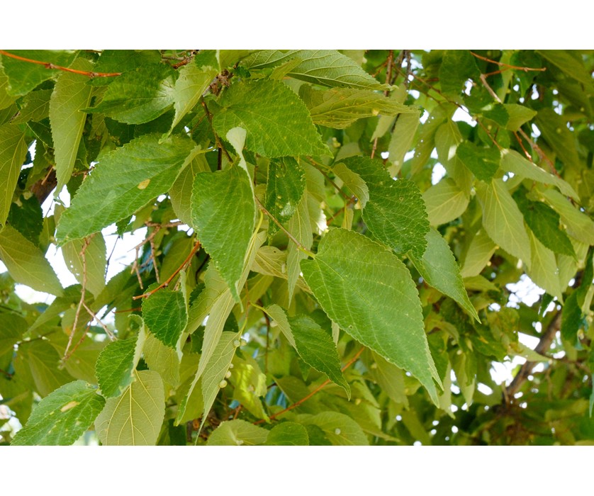 Hackberry